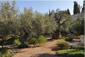 Jeruzalem - Getsemanski vrt - Pogled na vrt i stare masline