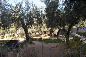 Jeruzalem - Getsemanski vrt - Pogled iz drugog ugla
